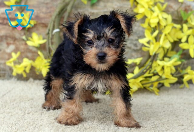 Angel Yorkie2 image
