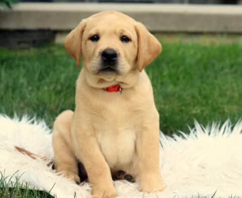 Adorable Fox Red Lab puppy wearing a red collar, sitting upright on a fluffy white blanket in the grass with a calm, gentle expression.