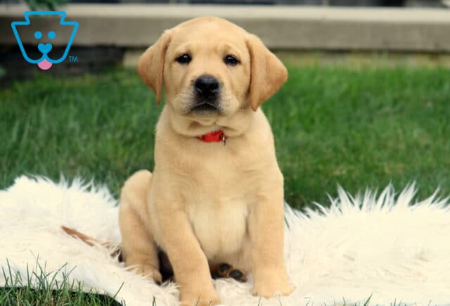 Annabell Lab image