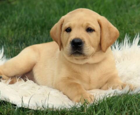 Annabell Lab2