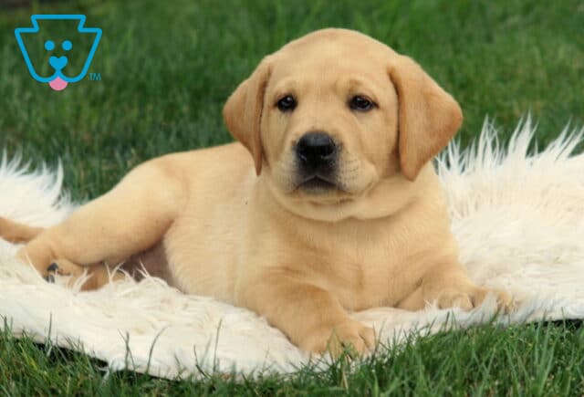 Annabell Lab2 image