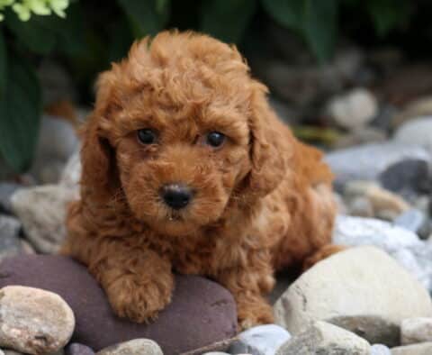 Annie Toy Poodle