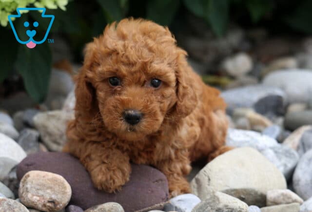 Annie Toy Poodle image