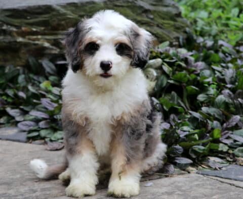 Adorable Mini Bernedoodle puppy with a fluffy tricolor coat of white, black, and tan, sitting on a stone walkway with leafy green plants in the background.