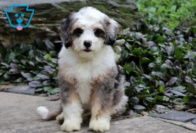 Adorable Mini Bernedoodle puppy with a fluffy tricolor coat of white, black, and tan, sitting on a stone walkway with leafy green plants in the background. image