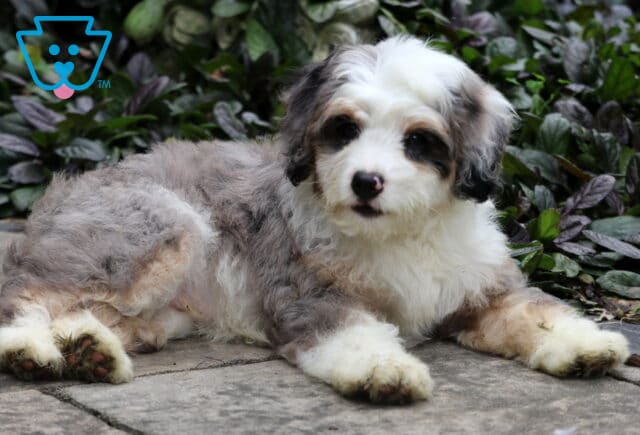 Sweet Mini Bernedoodle puppy with a soft merle coat and white markings, lying on a stone path with green leafy plants in the background. image