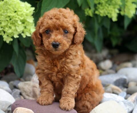 Apple Toy Poodle