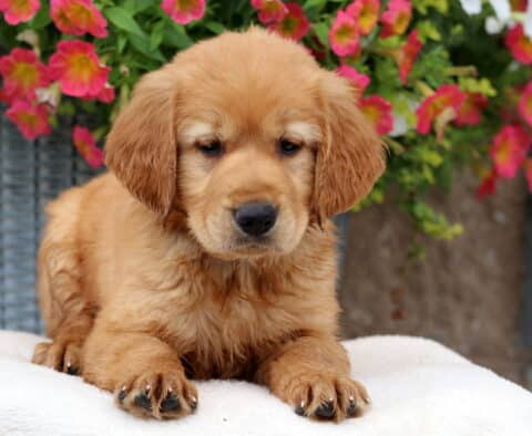 Asher Golden