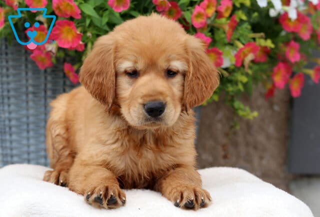 Golden Retriever puppy laying on a white blanket, showing off its soft golden fur and dark expressive eyes, with pink flowers blooming in the background. image