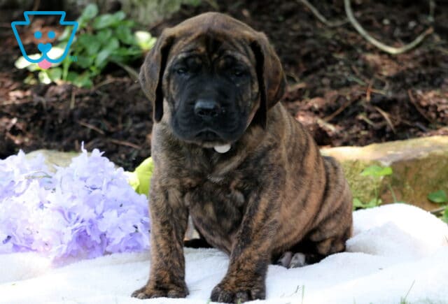 Sweet brindle English Mastiff puppy sitting on a white blanket beside soft purple flowers, with a shaded garden background. image