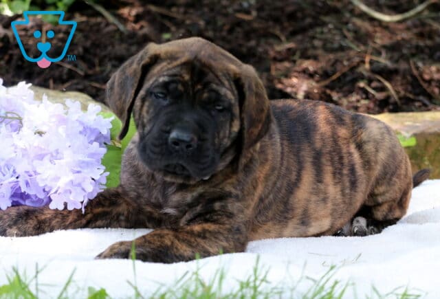 Brindle English Mastiff puppy laying on a white blanket beside soft purple flowers, looking relaxed and calm in a shaded garden setting. image