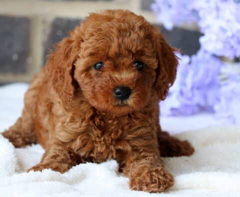 Baby Mini Goldendoodle