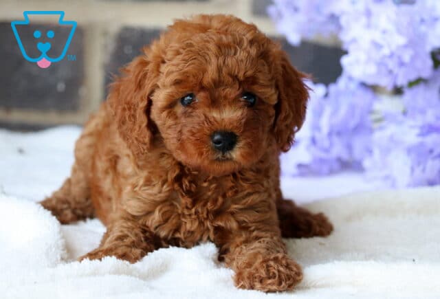 Baby Mini Goldendoodle image
