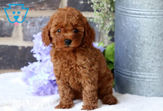 Baby Mini Goldendoodle2 image