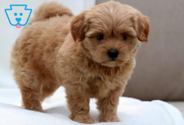 Fluffy apricot-colored Poodle mix puppy with a curled tail and soft expression, standing on a white blanket with a neutral-toned background. image