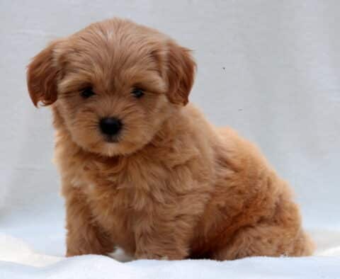 Sweet-faced apricot Poodle mix puppy with a fluffy coat and round dark eyes, sitting quietly on a white blanket in front of a soft, neutral background.