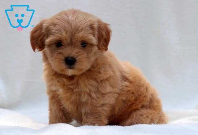 Sweet-faced apricot Poodle mix puppy with a fluffy coat and round dark eyes, sitting quietly on a white blanket in front of a soft, neutral background. image