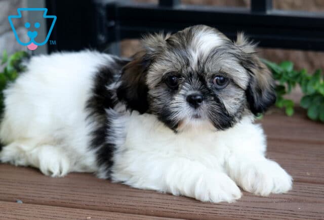 Fluffy white and brown Shih Tzu puppy with dark markings on its face lying on a wooden deck near green leaves and a sunflower. image