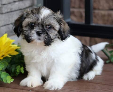 White and sable Shih Tzu puppy with a fluffy coat and dark facial markings sitting on a wooden deck beside a bright yellow sunflower and leafy greenery.