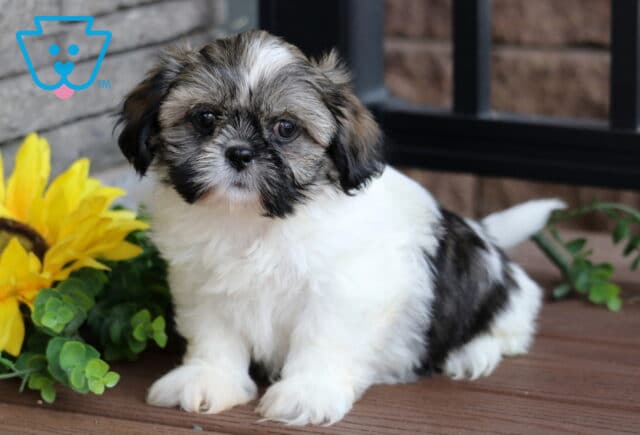 White and sable Shih Tzu puppy with a fluffy coat and dark facial markings sitting on a wooden deck beside a bright yellow sunflower and leafy greenery. image