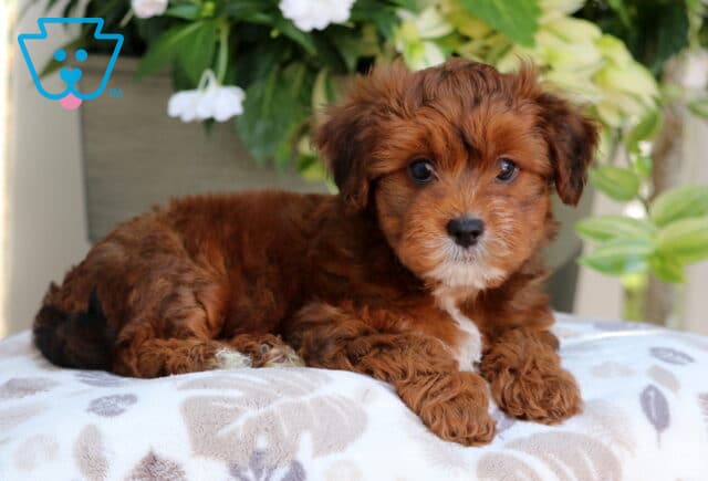 Fluffy reddish-brown Yorkiepoo puppy with a white chest and black-tipped tail lying on a soft patterned blanket in front of green plants and white flowers. image