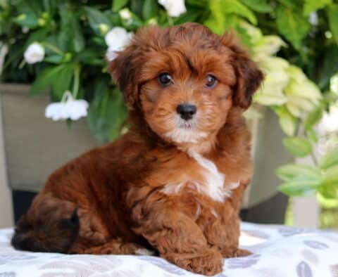 Fluffy reddish Yorkiepoo puppy with a white patch on its chest and black-tipped tail sitting on a patterned cushion in front of lush green plants and white flowers.