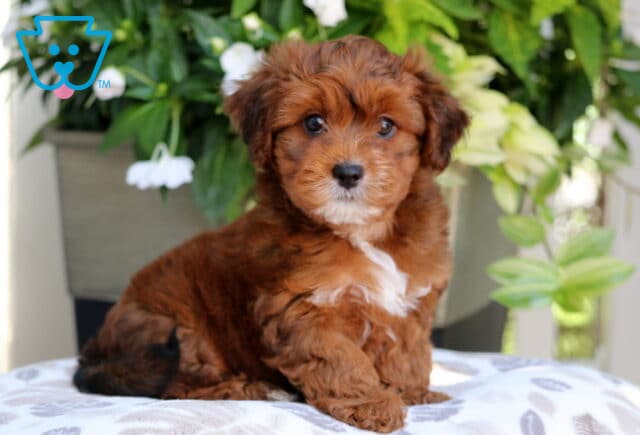 Fluffy reddish Yorkiepoo puppy with a white patch on its chest and black-tipped tail sitting on a patterned cushion in front of lush green plants and white flowers. image