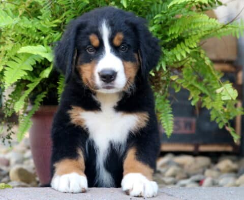 Adorable Bernese Mountain Dog puppy sitting in front of a lush green fern, with a sweet expression and classic tri-color markings.
