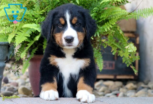 Adorable Bernese Mountain Dog puppy sitting in front of a lush green fern, with a sweet expression and classic tri-color markings. image