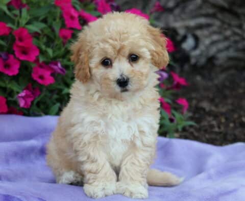 Adorable tan Bichpoo puppy with soft, curly fur and dark round eyes sitting on a purple blanket in front of bright pink flowers.