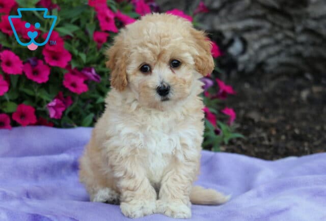 Adorable tan Bichpoo puppy with soft, curly fur and dark round eyes sitting on a purple blanket in front of bright pink flowers. image