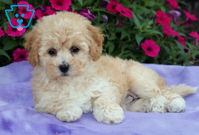 Fluffy tan and white Bichpoo puppy lying on a purple blanket with bright pink flowers in the background. image