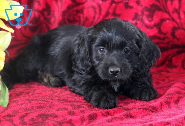 Babycakes Cockapoo image