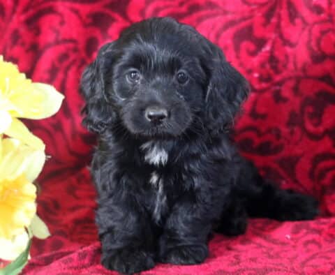 Babycakes Cockapoo2
