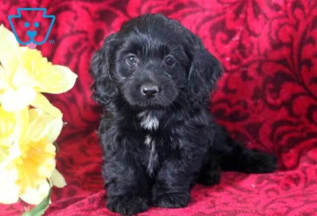 Babycakes Cockapoo2 image