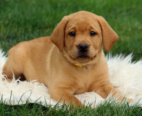 Bailey Lab3