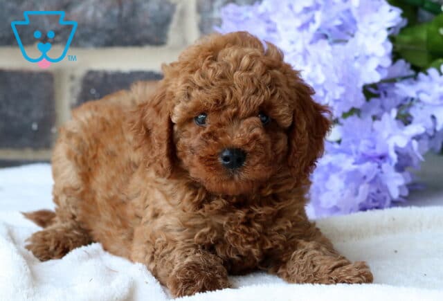 Bambi Mini Goldendoodle image