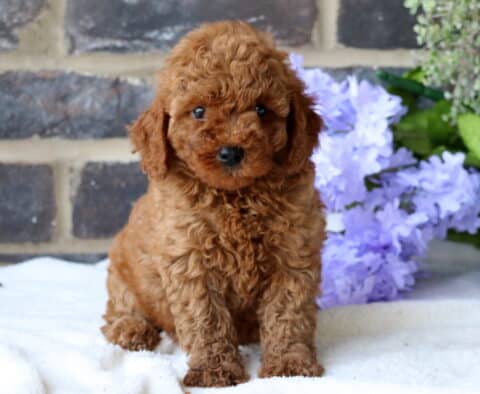 Bambi Mini Goldendoodle2