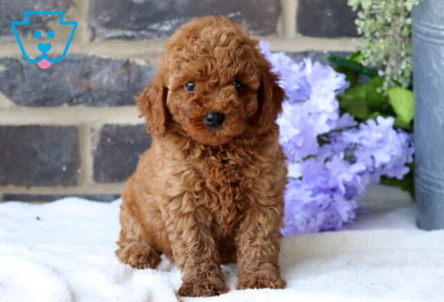 Bambi Mini Goldendoodle2 image