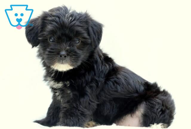 Black Poodle mix puppy with short, fluffy fur and small white patches on its chest and chin, sitting upright against a pale background and looking directly at the camera. image