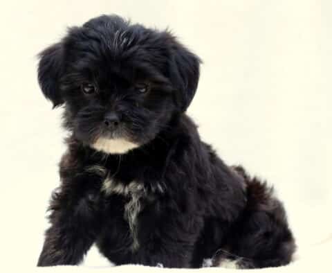 Black Poodle mix puppy with a fluffy coat and white markings on its chin, chest, and front paw, standing on a white surface and gazing directly at the camera.
