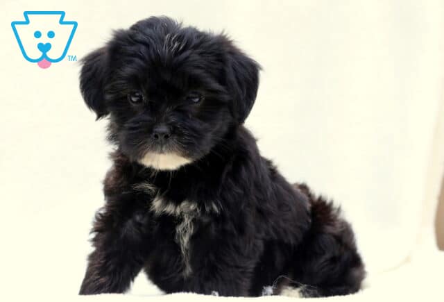Black Poodle mix puppy with a fluffy coat and white markings on its chin, chest, and front paw, standing on a white surface and gazing directly at the camera. image
