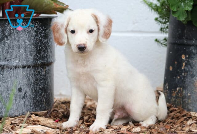 Cream-colored Mini Goldendoodle puppy with light brown ears sitting on mulch between two flower pots, looking curiously at the camera. image