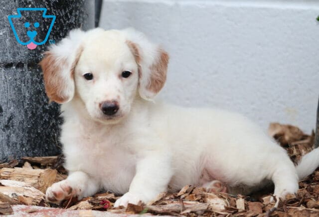 Adorable Mini Goldendoodle puppy lying on wood chips, with cream-colored fur and light brown ears, gazing sweetly at the camera. image