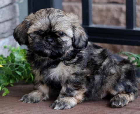 Fluffy brindle Shih Tzu puppy with a soft black face and tan highlights sitting on a wooden deck near green plants and a yellow sunflower.