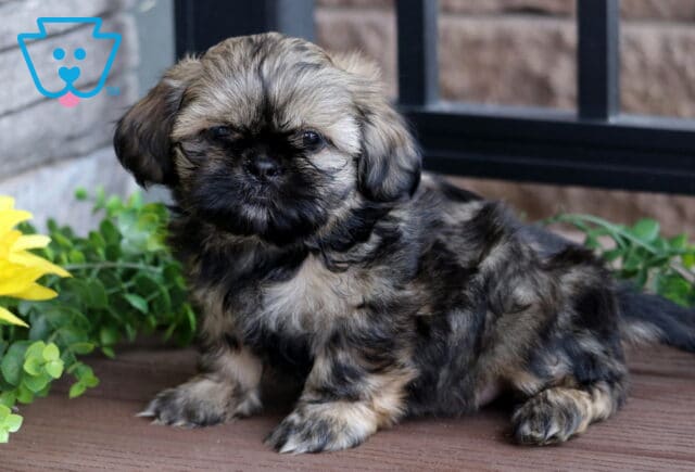 Fluffy brindle Shih Tzu puppy with a soft black face and tan highlights sitting on a wooden deck near green plants and a yellow sunflower. image