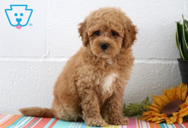 Banjo Maltipoo image