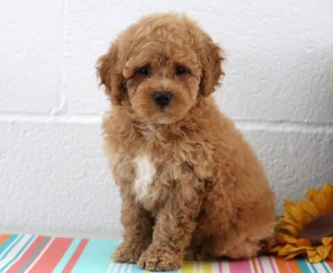 Banjo Maltipoo2