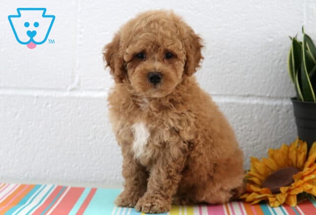 Banjo Maltipoo2 image