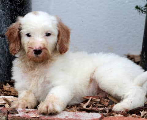 Barkley Mini Goldendoodle
